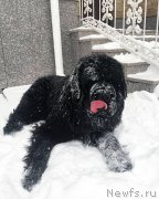 Превью фото № 199868