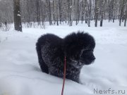 Превью фото № 199880