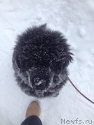 Превью фото № 199881