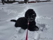 Превью фото № 199900