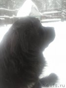 Превью фото № 199923