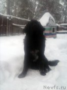 Превью фото № 199924