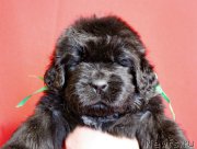 Превью фото № 199970