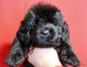 Превью фото № 199977