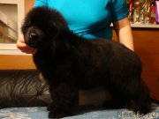 Превью фото № 200021