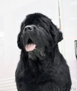 Превью фото № 200055