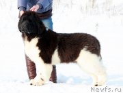 Превью фото № 200124