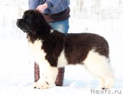 Превью фото № 200125