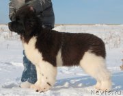 Превью фото № 200128