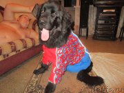 Превью фото № 200158