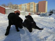 Превью фото № 200159