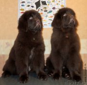 Превью фото № 200198