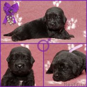 Превью фото № 200204