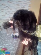 Превью фото № 200207