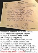 Превью фото № 200218