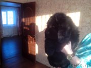 Превью фото № 200229