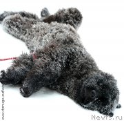 Превью фото № 200338