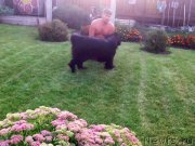 Превью фото № 200339