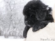 Превью фото № 200350