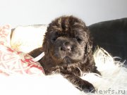 Превью фото № 200372