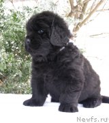 Превью фото № 200375