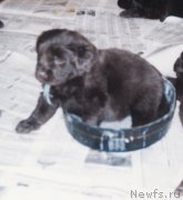 Превью фото № 200407