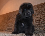 Превью фото № 200408