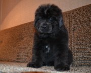 Превью фото № 200409