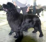 Превью фото № 20043