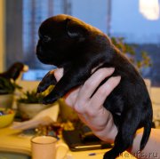 Превью фото № 200437