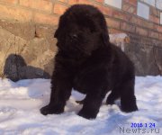 Превью фото № 200446