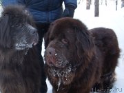 Превью фото № 200467