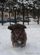 Превью фото № 200571