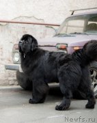 Превью фото № 200630