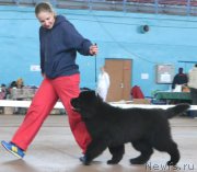 Превью фото № 200665