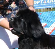 Превью фото № 200685