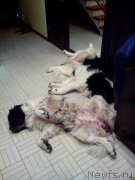 Превью фото № 200691