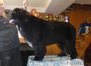 Превью фото № 200740