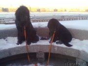 Превью фото № 200746