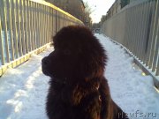 Превью фото № 200747