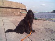 Превью фото № 200757