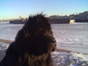 Превью фото № 200766