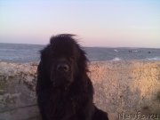 Превью фото № 200767