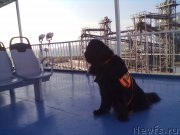 Превью фото № 200773