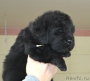 Превью фото № 200809