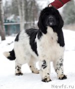 Превью фото № 201000