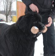 Превью фото № 201034