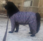 Превью фото № 201068