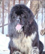 Превью фото № 201092