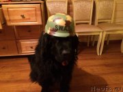 Превью фото № 201147